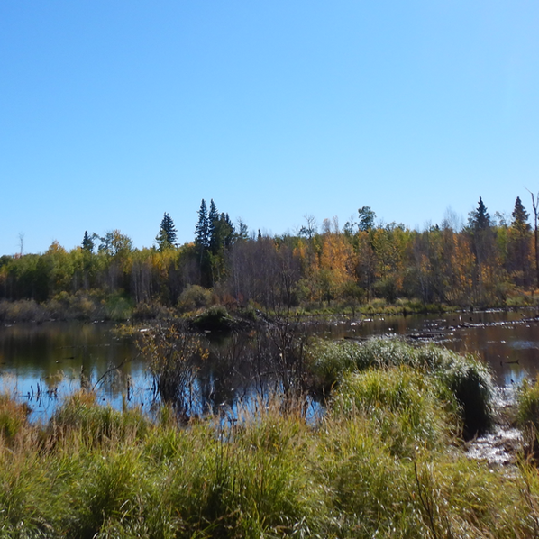 Beaver Hills Biosphere Wetland Inventory