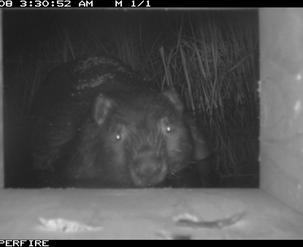 Beaver caught on camera at Miquelon Lake Provincial Park.