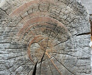 Closeup of exposed log from Morris Cabin.