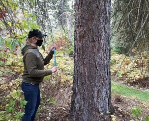 Collecting a tree core from an old spruce in South Cooking Lake.