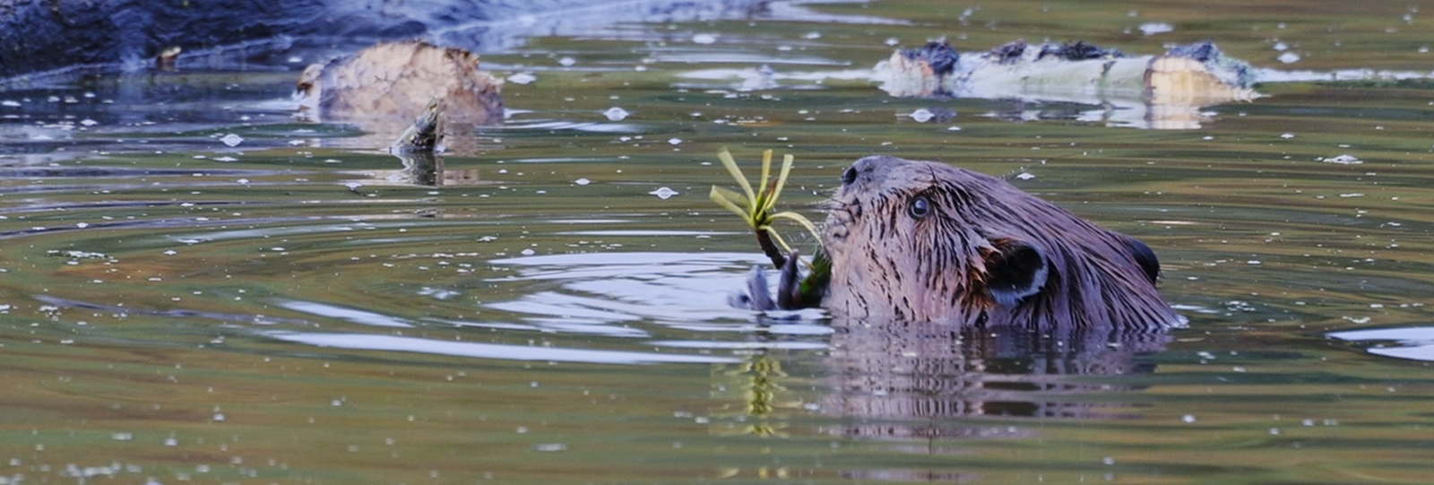 Living With Wildlife