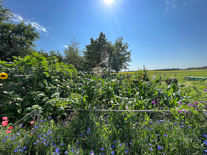 Green trees and shrubs and colourful blooming plants in Aimee Argueta's polinator garden.