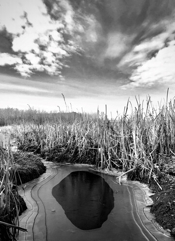 A black and white landscape photo Ariane took recently while out in the Biosphere.