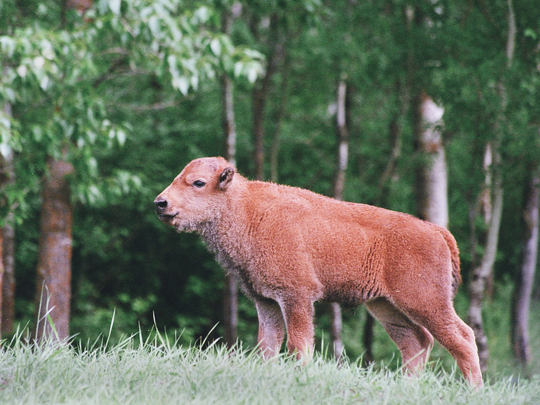 Bison calf. Photo: William Waldron