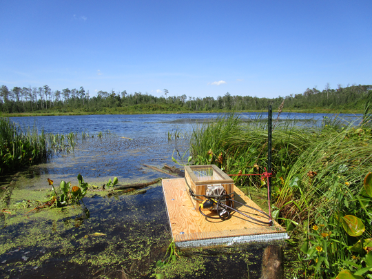 Muskrats, beavers and water shrews were the most abundant small mammals detected by Dr. Hood's cameras.