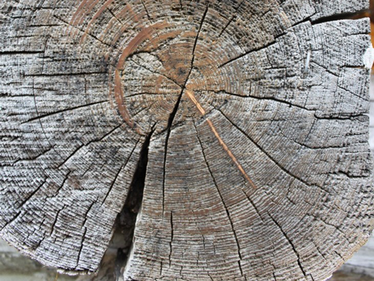 Close up of exposed log from Morris cabin.