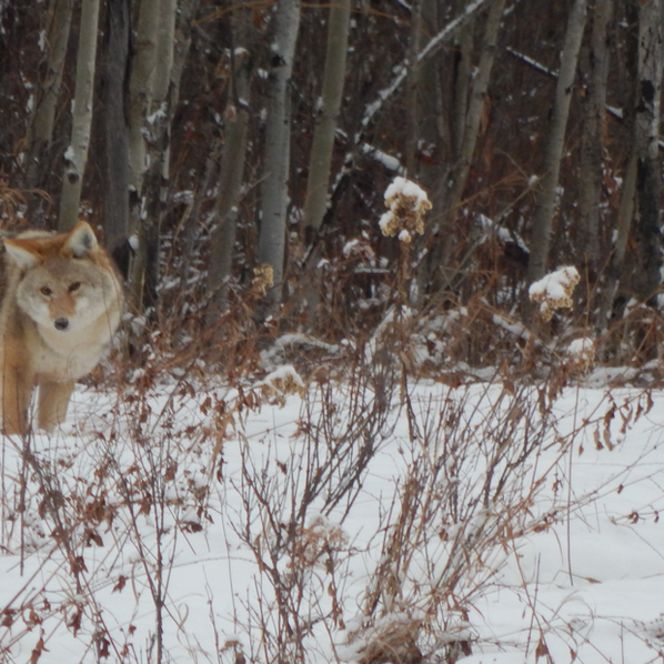 Coexisting With Wildlife