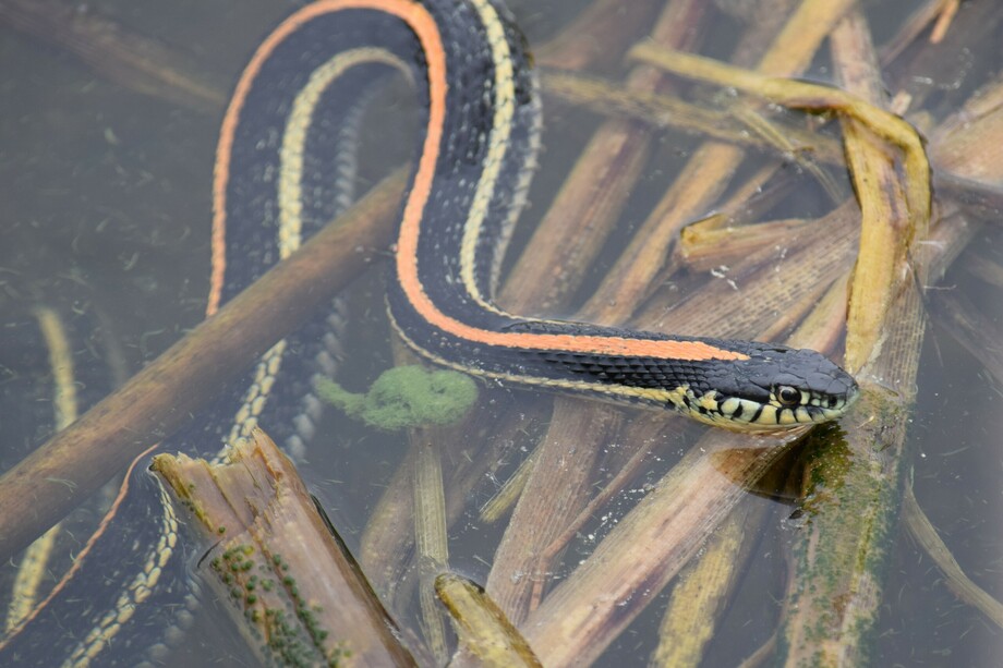 Western plains garter snake. Photo courtesy Alyssa Metro.