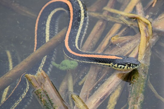 Plains garter snake. Photo courtesy Alyssa Metro.