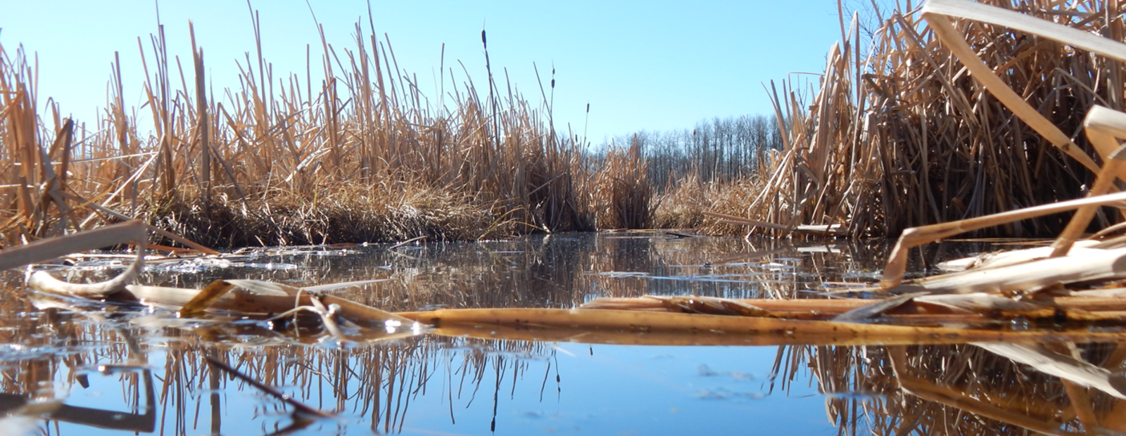 State of Wetland Policy & Regulation