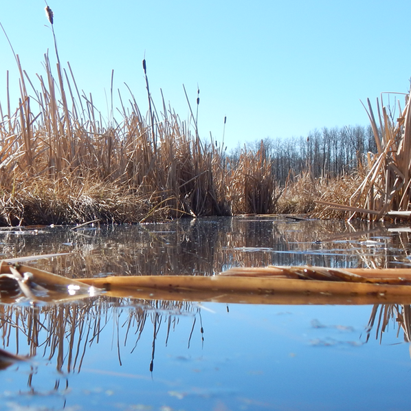 State of Wetland Policy & Regulation