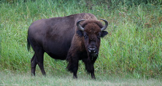 Meet FEISty the bison. Photo: Jonathan DeMoor.
