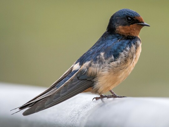 The barn swallow is an at-risk species.