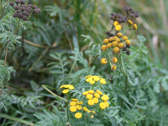 Common tansy (Tanacetum vulgare) is an invasive plant found in the Biosphere. Photo: ABMI
