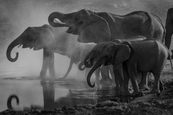 Elephants